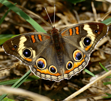 commonbuckeye - Only Bugs Common buckeye butterfly