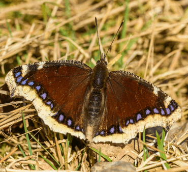 mourning cloak 1 - Only Bugs Mourning cloak butterfly