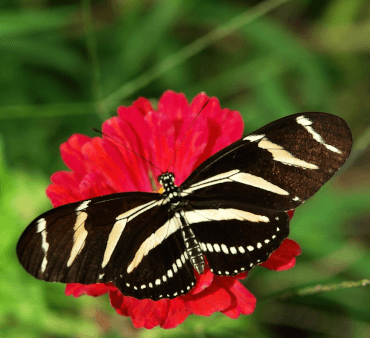 zebra-longwing - Only Bugs Zebra longwing butterfly
