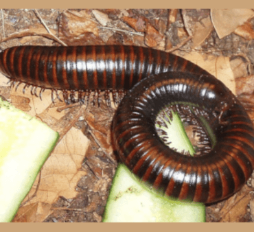 A giant millipede - Only Bugs hoverflies resting on white flower