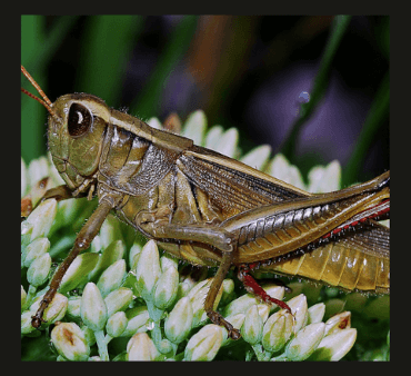 American Grasshopper - Only Bugs Orange bug on leaf