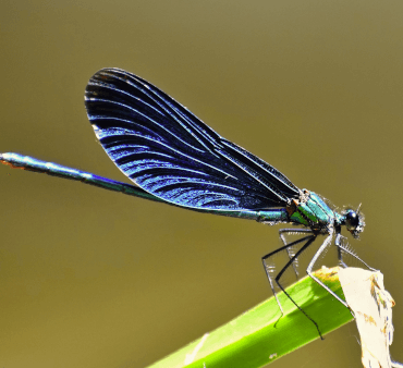 Banded Demoiselle - Only Bugs hoverflies resting on white flower