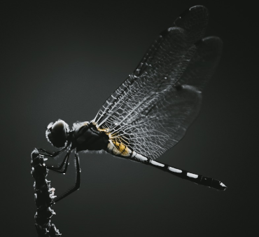 Black Saddlebags - Only Bugs Praying Mantis on wood