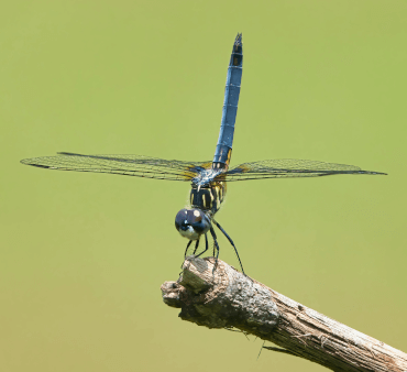 Blue Dasher - Only Bugs Transparent Wings
