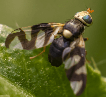 Caribbean Fruit Fly - Only Bugs Melon yellow aphids