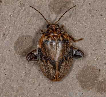 Carpet Beetle - Only Bugs Praying Mantis on wood