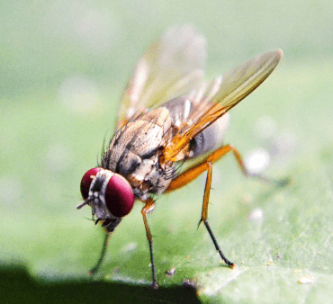 Common fruit flies - Only Bugs Transparent Wings