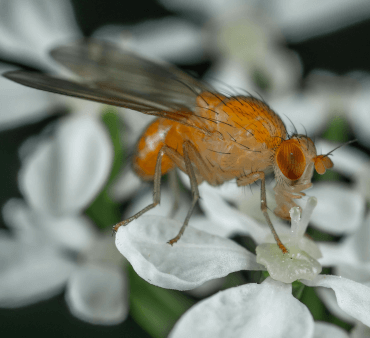 Dark-Eyed Fuit Fly - Only Bugs Transparent Wings