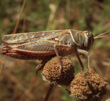Differential Grasshopper - Only Bugs Transparent Wings