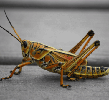 Eastern Lubber Grasshopper - Only Bugs Open Wings ladybug