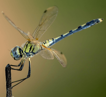 Eastern Pondhawk - Only Bugs Open Wings ladybug