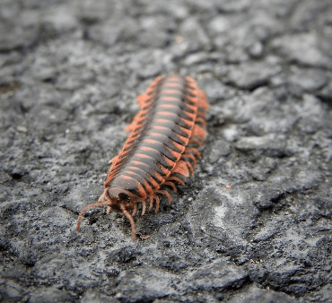 Flat back millipede - Only Bugs Mite on Leaf