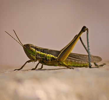 Green-striped Grasshopper - Only Bugs Melon yellow aphids
