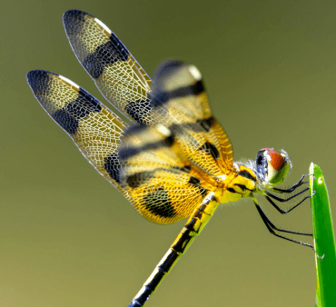 Halloween Pennant - Only Bugs Pirate bug on plant