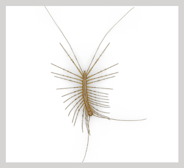 House Centipede - Only Bugs Transparent Wings