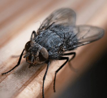 Housefly - Only Bugs Pirate bug on plant