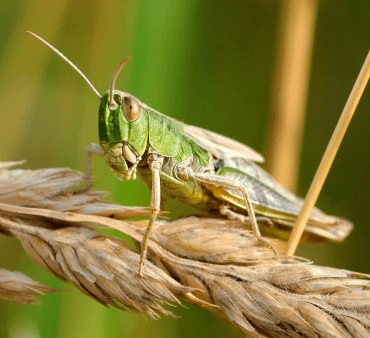 Meadow Grasshopper - Only Bugs hoverflies resting on white flower