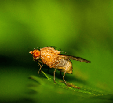 Mediterranean Fruit Fly - Only Bugs Open Wings ladybug