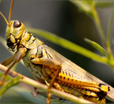 Migratory Grasshopper - Only Bugs Praying Mantis on wood