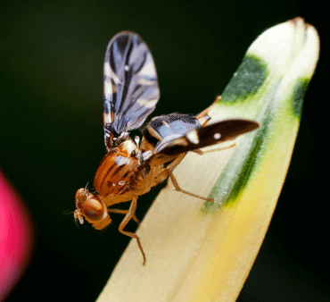 Queensland Fruit Fly - Only Bugs Mite on Leaf