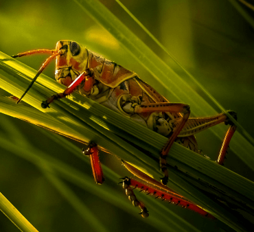Red-legged Grasshopper - Only Bugs Mite on Leaf