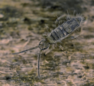 Springtails - Only Bugs Praying Mantis on wood