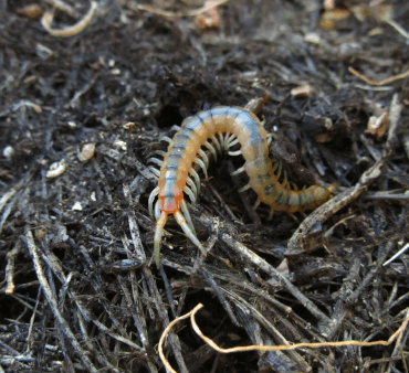 bark centipede - Only Bugs Open Wings ladybug