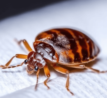 bedbug-cimex-lectularius-isolated-background - Only Bugs Orange bug on leaf