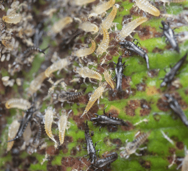 closeup-shot-tubetailed-thrips-insect - Only Bugs Open Wings ladybug