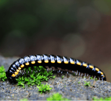 garden millipede - Only Bugs Black Beetle on ground