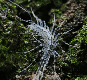 house centipede - Only Bugs Orange bug on leaf