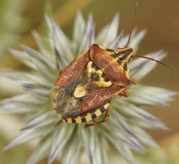 stink bug - Only Bugs Transparent Wings