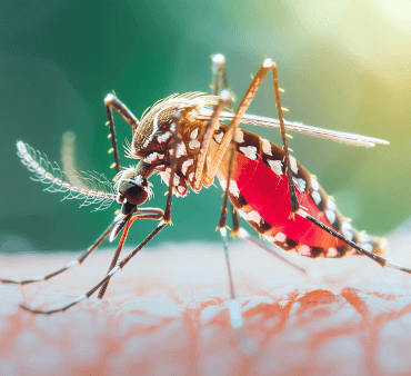 Aedes Aegypti Yellow Fever Mosquito - Only Bugs Orange bug on leaf