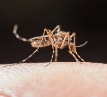 Anopheles Malaria Mosquito - Only Bugs Open Wings ladybug