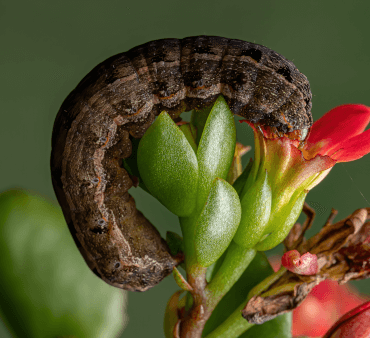 Armyworm - Only Bugs Pirate bug on plant