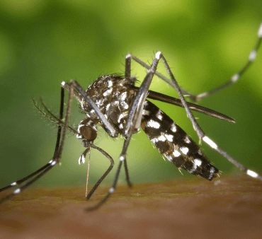 Asian Tiger Mosquito - Only Bugs Praying Mantis on wood