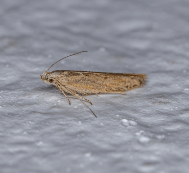 Clothes Moth - Only Bugs Open Wings ladybug