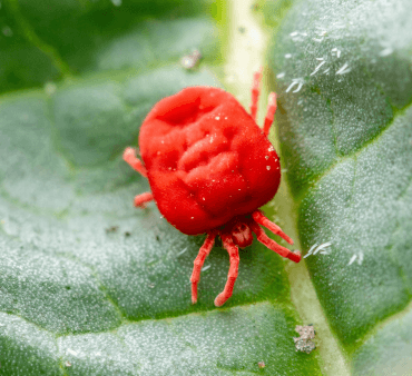 Clover mites - Only Bugs Melon yellow aphids
