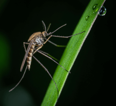 Common house mosquito - Only Bugs Transparent Wings