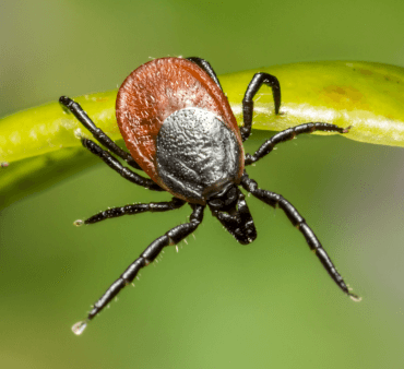 Deer Ticks - Only Bugs Orange bug on leaf