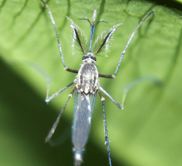 Toxorhynchites Elephant Mosquito - Only Bugs Mite on Leaf