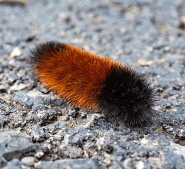 Woolly Bear Caterpillar - Only Bugs hoverflies resting on white flower