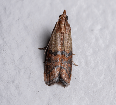 indian-meal-moth-species-plodia-interpunctella - Only Bugs Praying Mantis on wood